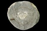 Fossil Crab (Longusorbis) Nodule Half - Canada #145363-1